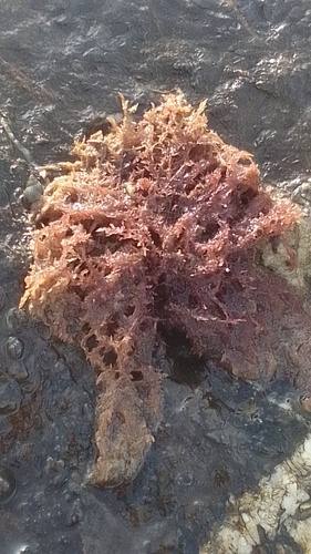 Gelidium amansii observed 2022-10-21