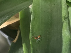 Zelus longipes