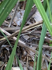 Sistrurus miliarius barbouri