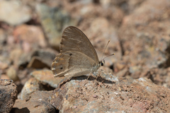 Hypocysta pseudirius