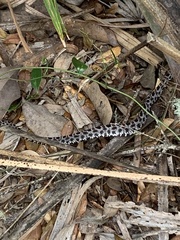 Sistrurus miliarius barbouri