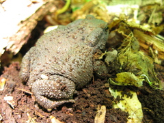 Bufo verrucosissimus