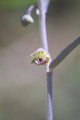 Epipactis kleinii