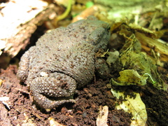 Bufo verrucosissimus