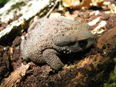 Bufo verrucosissimus