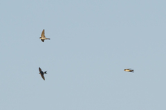 Pseudhirundo griseopyga