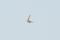 Cypsiurus parvus