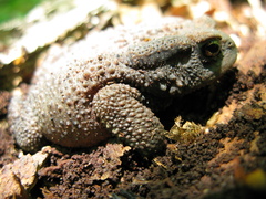 Bufo verrucosissimus