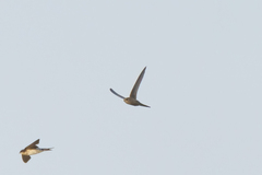 Cypsiurus parvus