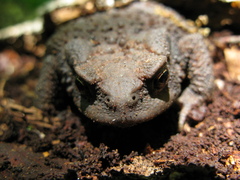 Bufo verrucosissimus