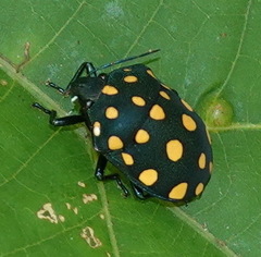 Pachycoris torridus