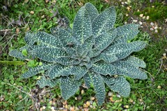 Echium asperrimum