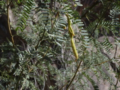 Prosopis velutina