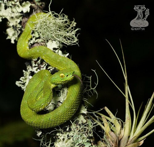 Photo of a Rowley's Palm Pit Viper (Bothriechis rowleyi)