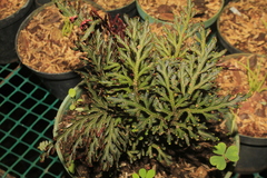 Selaginella erythropus