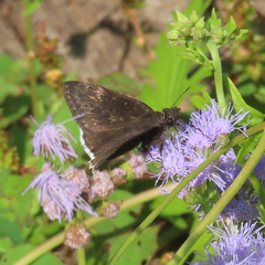 Erynnis funeralis