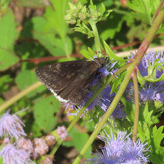 Erynnis funeralis