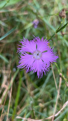 Dianthus hyssopifolius