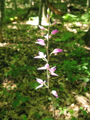 Cephalanthera rubra