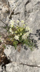 Ligusticum grayi