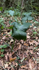 Arum maculatum