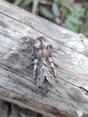 Diloba caeruleocephala