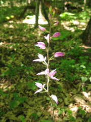 Cephalanthera rubra