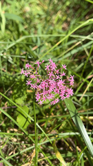 Centranthus ruber