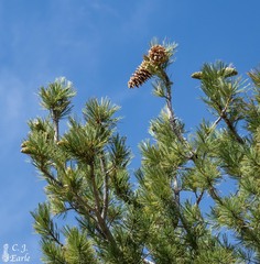 Pinus reflexa