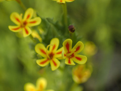 Zaluzianskya divaricata
