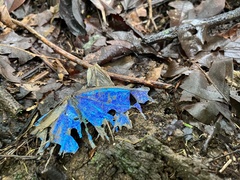 Morpho menelaus