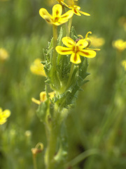 Zaluzianskya divaricata