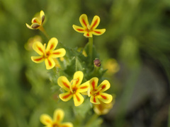 Zaluzianskya divaricata