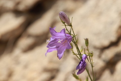 Campanula gentilis
