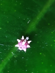 Ceroplastes sinensis