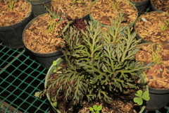 Selaginella erythropus