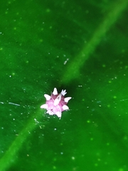 Ceroplastes sinensis