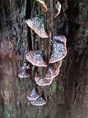 Hymenochaete rubiginosa