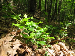 Ilex colchica