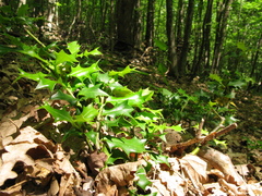 Ilex colchica