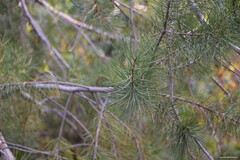 Pinus bungeana