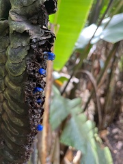 Heliconia mariae image