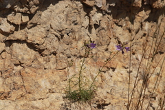 Campanula gentilis