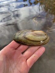 Pyganodon lacustris