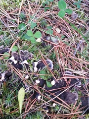 Peltigera malacea