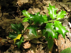 Ilex colchica