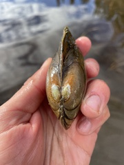 Pyganodon lacustris