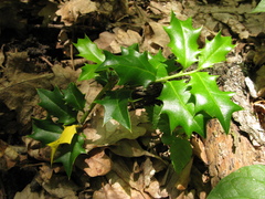 Ilex colchica