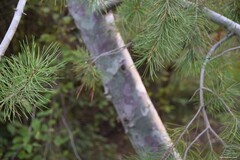 Pinus bungeana