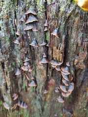 Hymenochaete rubiginosa